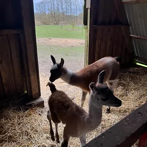 Farm Agroturismo Billund